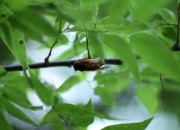 Cicada on tree limb