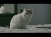 the housecat movie from See What Happens films