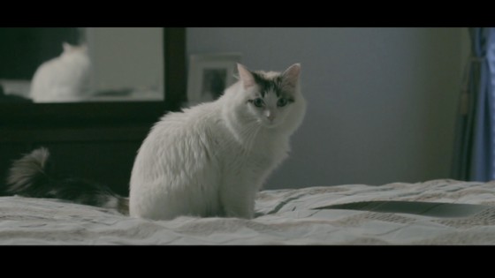 the housecat movie from See What Happens films